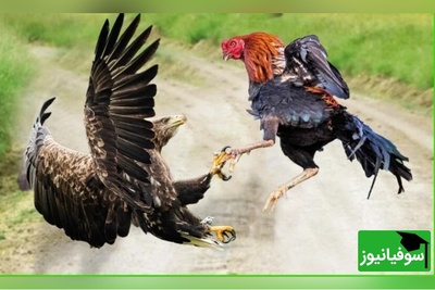 (ویدئو) مستند حیات وحش حیوانات/ راز بقا، این قسمت: نبرد دلهره اور و باورنکردنی عقاب و خروس جنگی