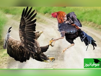 (ویدئو) مستند حیات وحش حیوانات/ راز بقا، این قسمت: نبرد دلهره اور و باورنکردنی عقاب و خروس جنگی