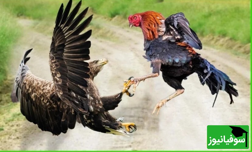 (ویدئو) مستند حیات وحش حیوانات/ راز بقا، این قسمت: نبرد دلهره اور و باورنکردنی عقاب و خروس جنگی