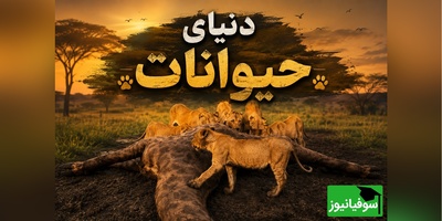 (ویدیو) مستند حیات وحش/ رازبقا، این داستان: ضیافت خونین شیرها؛ پایان تلخ زرافه در حیات وحش