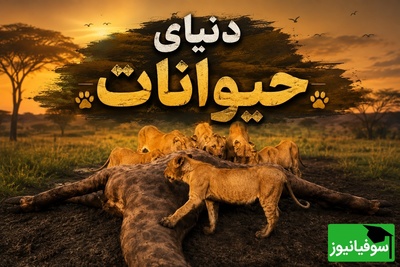(ویدیو) مستند حیات وحش/ رازبقا، این داستان: ضیافت خونین شیرها؛ پایان تلخ زرافه در حیات وحش