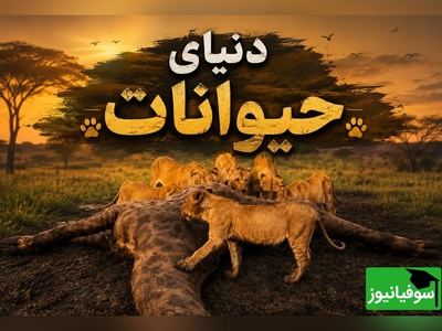 (ویدیو) مستند حیات وحش/ رازبقا، این داستان: ضیافت خونین شیرها؛ پایان تلخ زرافه در حیات وحش