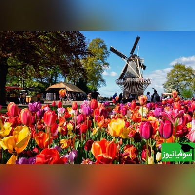 هلند یا netherland؟ انتخاب هوشمندانه نام سرزمینشان مردم این کشور را متفاوت کرده است! +ویدیو