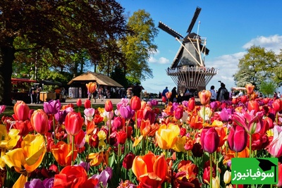 هلند یا netherland؟ انتخاب هوشمندانه نام سرزمینشان مردم این کشور را متفاوت کرده است! +ویدیو