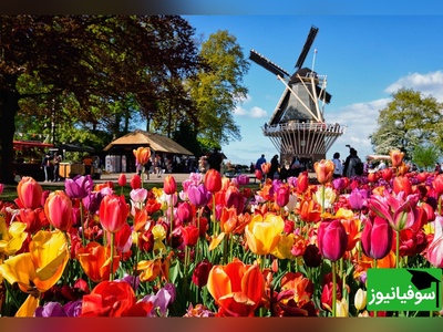 هلند یا netherland؟ انتخاب هوشمندانه نام سرزمینشان مردم این کشور را متفاوت کرده است! +ویدیو