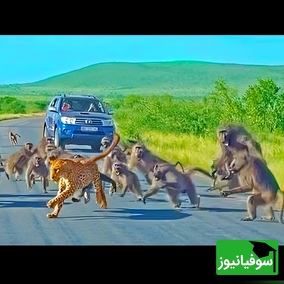 (ویدئو) مستند حیات وحش؛ ماجرای امروز راز بقا: نبرد مرگبار پلنگ با گله بابون‌ها و پایان غافلگیرکننده آن