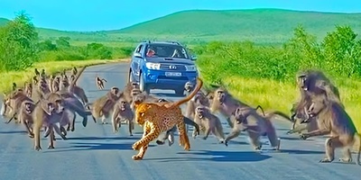 (ویدئو) مستند حیات وحش؛ ماجرای امروز راز بقا: نبرد مرگبار پلنگ با گله بابون‌ها و پایان غافلگیرکننده آن