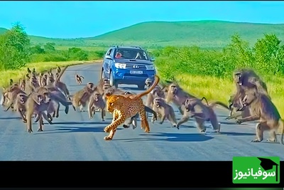 (ویدئو) مستند حیات وحش؛ ماجرای امروز راز بقا: نبرد مرگبار پلنگ با گله بابون‌ها و پایان غافلگیرکننده آن