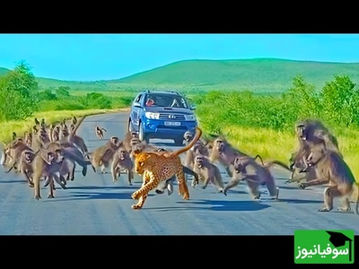 (ویدئو) مستند حیات وحش؛ ماجرای امروز راز بقا: نبرد مرگبار پلنگ با گله بابون‌ها و پایان غافلگیرکننده آن