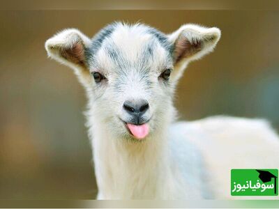 (ویدئو) آیا می‌دانستید مردمک چشم بزها افقی است؟