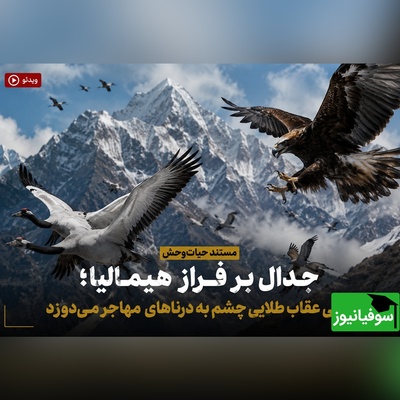 (ویدئو) مستند حیات‌وحش، جدال بر فراز هیمالیا؛ کمین هوشمندانه عقاب طلایی؛ لحظه جدایی دردناک درنای جوان از گله!