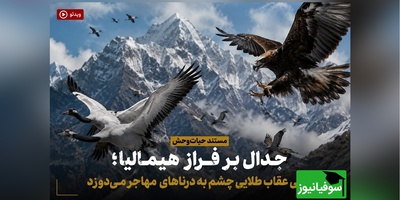 (ویدئو) مستند حیات‌وحش، جدال بر فراز هیمالیا؛ کمین هوشمندانه عقاب طلایی؛ لحظه جدایی دردناک درنای جوان از گله!