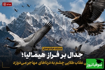 (ویدئو) مستند حیات‌وحش، جدال بر فراز هیمالیا؛ کمین هوشمندانه عقاب طلایی؛ لحظه جدایی دردناک درنای جوان از گله!