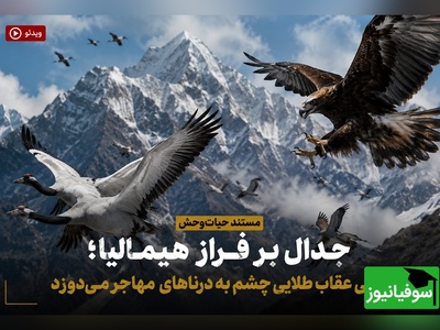(ویدئو) مستند حیات‌وحش، جدال بر فراز هیمالیا؛ کمین هوشمندانه عقاب طلایی؛ لحظه جدایی دردناک درنای جوان از گله!