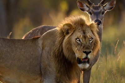 فیلم/ قلمرو حیوانات؛ مستند حیات وحش/هیبت هوش پران شیر در برابر بچه آهو/از چنگال شیر تا آغوش تسلیم؛ آهوی ضعیف که سلطان را رام کرد