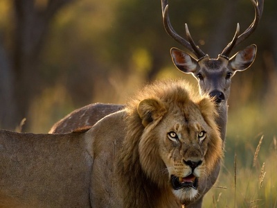 فیلم/ قلمرو حیوانات؛ مستند حیات وحش/هیبت هوش پران شیر در برابر بچه آهو/از چنگال شیر تا آغوش تسلیم؛ آهوی ضعیف که سلطان را رام کرد