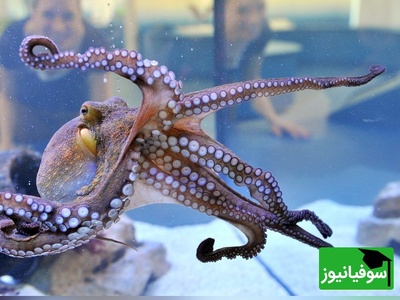(ویدئو) مستند حیات‌وحش حیوانات؛ ماجرای امروز: فرار اختاپوس از دست انسان‌ها در 3 ثانیه!!