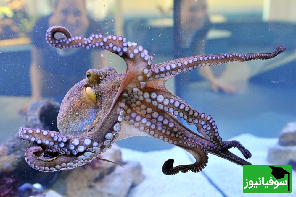 (ویدئو) مستند حیات‌وحش حیوانات؛ ماجرای امروز: فرار اختاپوس از دست انسان‌ها در 3 ثانیه!!