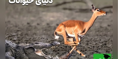 (ویدئو) مستند حیات وحش حیوانات/ راز بقا، این داستان: فرار معجزه‌آسای ایمپالا از حمله تمساح در آخرین لحظه + ویدیو