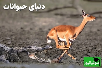 (ویدئو) مستند حیات وحش حیوانات/ راز بقا، این داستان: فرار معجزه‌آسای ایمپالا از حمله تمساح در آخرین لحظه + ویدیو