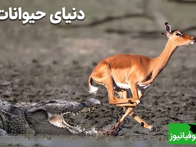 (ویدئو) مستند حیات وحش حیوانات/ راز بقا، این داستان: فرار معجزه‌آسای ایمپالا از حمله تمساح در آخرین لحظه + ویدیو