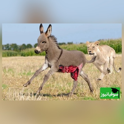 (ویدئو) مستند حیات وحش حیوانات/  این قسمت: نبرد نفس‌گیر شیر و اُلاغ