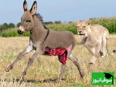 (ویدئو) مستند حیات وحش حیوانات/  این قسمت: نبرد نفس‌گیر شیر و اُلاغ