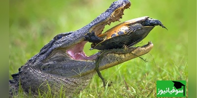 (ویدئو) مستند حیات وحش حیوانات/ راز بقا، منفجر شدن لاک‌پشت بین آرواره‌های قدرتمند تمساح/ دردش رو تا مغز استخونم حس کردم😗