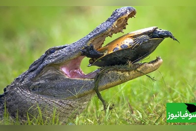(ویدئو) مستند حیات وحش حیوانات/ راز بقا، منفجر شدن لاک‌پشت بین آرواره‌های قدرتمند تمساح/ دردش رو تا مغز استخونم حس کردم😗