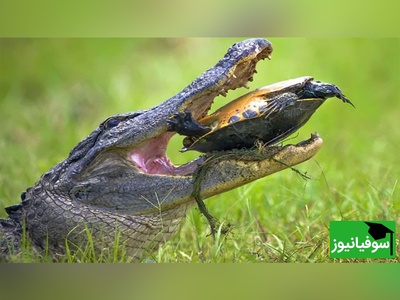 (ویدئو) مستند حیات وحش حیوانات/ راز بقا، منفجر شدن لاک‌پشت بین آرواره‌های قدرتمند تمساح/ دردش رو تا مغز استخونم حس کردم😗