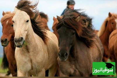 (ویدئو) باورنکردنی ولی واقعی؛ اسبچه 5000 ساله خزری، میراث زنده‌ای که پادشاهان ایران باستان سوار بر آن تاریخ‌سازی می‌کردند!🐎