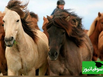 (ویدئو) باورنکردنی ولی واقعی؛ اسبچه 5000 ساله خزری، میراث زنده‌ای که پادشاهان ایران باستان سوار بر آن تاریخ‌سازی می‌کردند!🐎