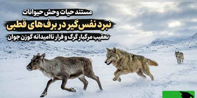 (ویدئو) مستند حیات وحش حیوانات/ نبرد نفس‌گیر در برف‌های قطبی؛ تعقیب مرگبار گرگ و فرار مایوسانه گوزن جوان