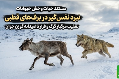 (ویدئو) مستند حیات وحش حیوانات/ نبرد نفس‌گیر در برف‌های قطبی؛ تعقیب مرگبار گرگ و فرار مایوسانه گوزن جوان