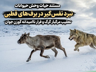 (ویدئو) مستند حیات وحش حیوانات/ نبرد نفس‌گیر در برف‌های قطبی؛ تعقیب مرگبار گرگ و فرار مایوسانه گوزن جوان