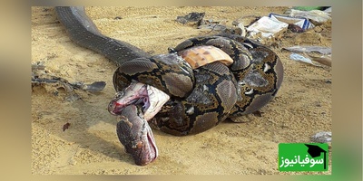 (ویدئو) مستند حیات وحش حیوانات/ لحظه نفسگیر بلعیده شدن یک مار توسط هم نوعش/لعنتی انگار داره اسپاگتی میخوره