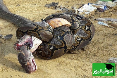 (ویدئو) مستند حیات وحش حیوانات/ لحظه نفسگیر بلعیده شدن یک مار توسط هم نوعش/لعنتی انگار داره اسپاگتی میخوره