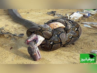 (ویدئو) مستند حیات وحش حیوانات/ لحظه نفسگیر بلعیده شدن یک مار توسط هم نوعش/لعنتی انگار داره اسپاگتی میخوره