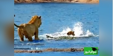 (ویدئو) مستند حیات وحش حیوانات/ راز بقا، این داستان فیلم  حمله بی‌رحمانه کروکودیل به توله‌ شیرها در برابر نگاه مادرشان+ ویدئو