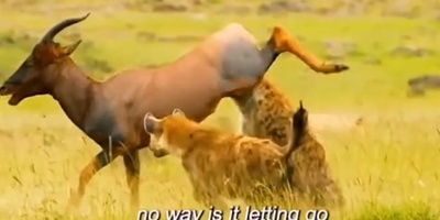 (ویدئو) مستندحیات وحش، راز بقا؛ نبرد دلهره آور دو کفتار برای شکار گوزن