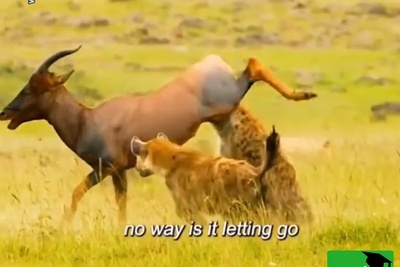 (ویدئو) مستندحیات وحش، راز بقا؛ نبرد دلهره آور دو کفتار برای شکار گوزن