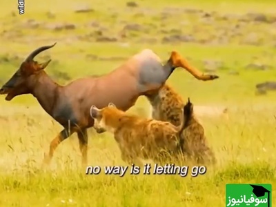 (ویدئو) مستندحیات وحش، راز بقا؛ نبرد دلهره آور دو کفتار برای شکار گوزن