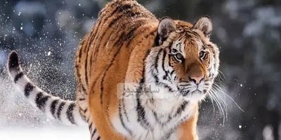 (ویدیو) مستند حیات وحش/ روایتی از بقا تولد دو توله ببر آمور گونه‌ای در خطر انقراض