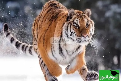 (ویدیو) مستند حیات وحش/ روایتی از بقا تولد دو توله ببر آمور گونه‌ای در خطر انقراض