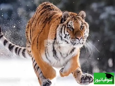 (ویدیو) مستند حیات وحش/ روایتی از بقا تولد دو توله ببر آمور گونه‌ای در خطر انقراض