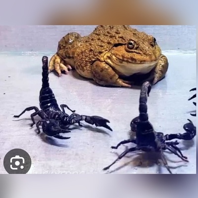 (ویدئو) لحظات دیدنی از حیات وحش؛ عقرب سیاه، موش و قورباغه