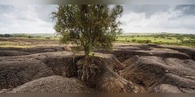 ویدیو/ اثبات نقش شگفت‌انگیز گیاهان در جلوگیری از فرسایش خاک