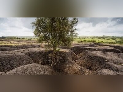 ویدیو/ اثبات نقش شگفت‌انگیز گیاهان در جلوگیری از فرسایش خاک