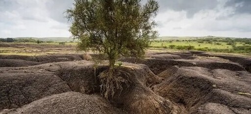 ویدیو/ اثبات نقش شگفت‌انگیز گیاهان در جلوگیری از فرسایش خاک