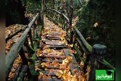 (عکس) راز ماندگاری 800 ساله پل چوبی داغستان؛ مهندسی بی‌نظیر ایرانیان و دستان هنرمندانی که بدون میخ، پلی ماندگار آفریدند